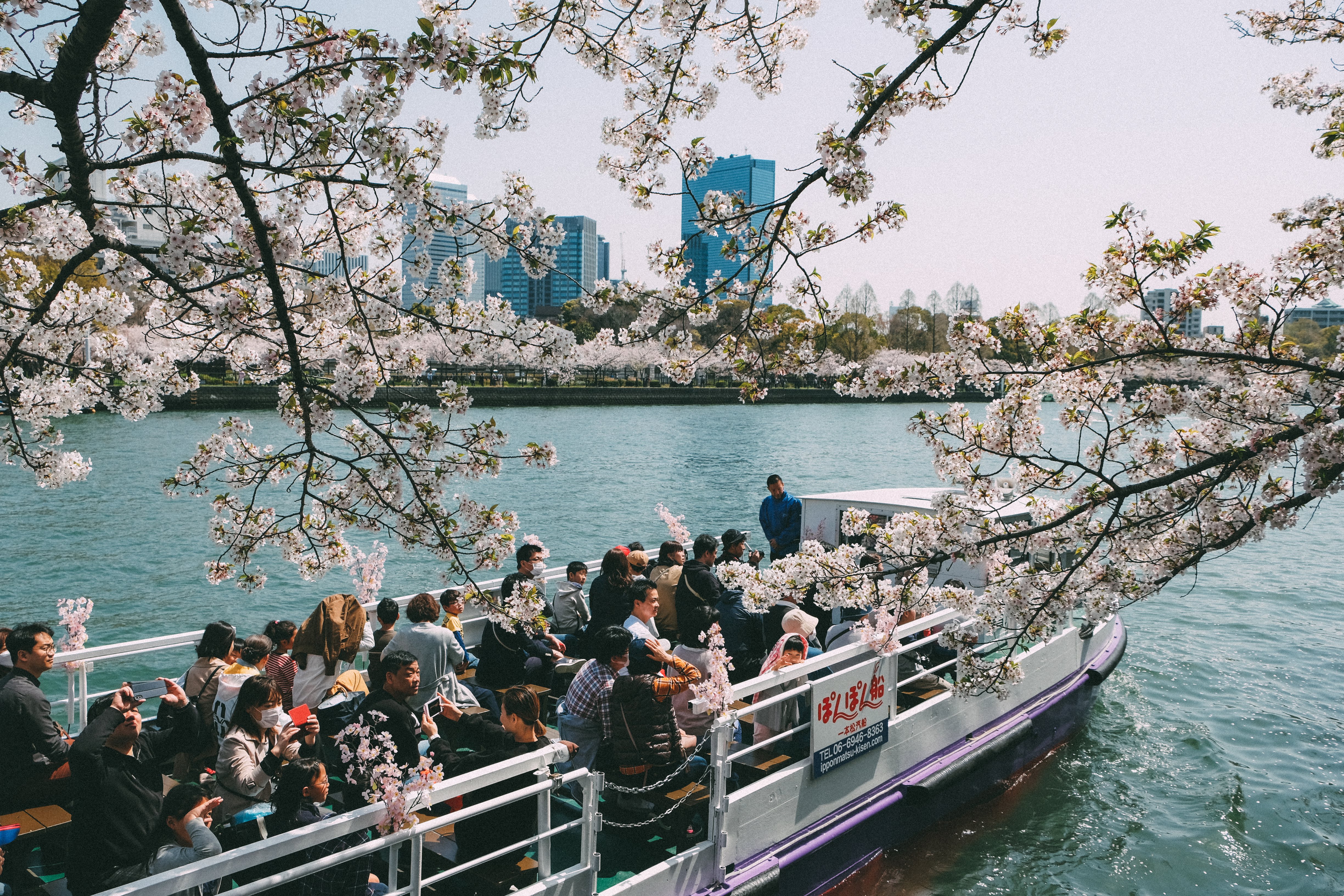 Sakura in Tenma, Osaka