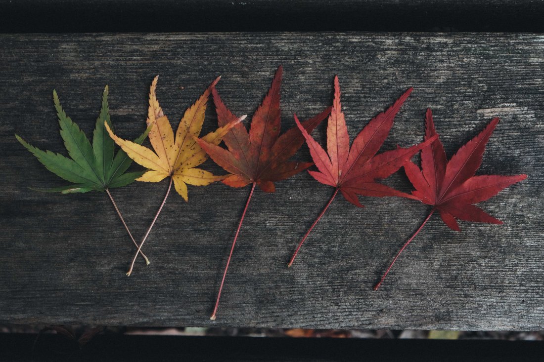 Leaf Transformation From Green To Red, Autumn Foliage